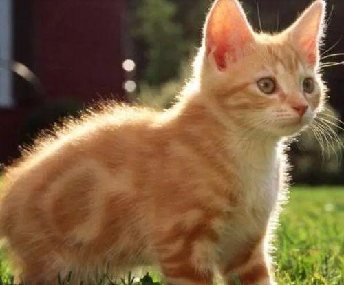 娱乐吃瓜酱貓咪,揭秘娱乐圈那些不为人知的幕后故事